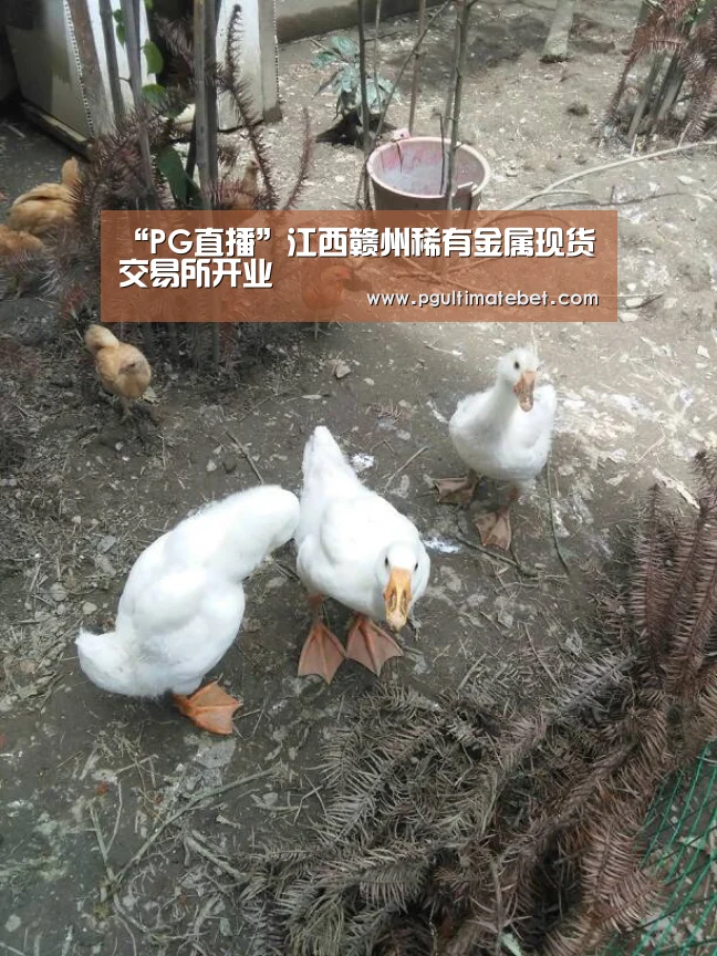 “PG直播”江西赣州稀有金属现货交易所开业(图4) PG服务